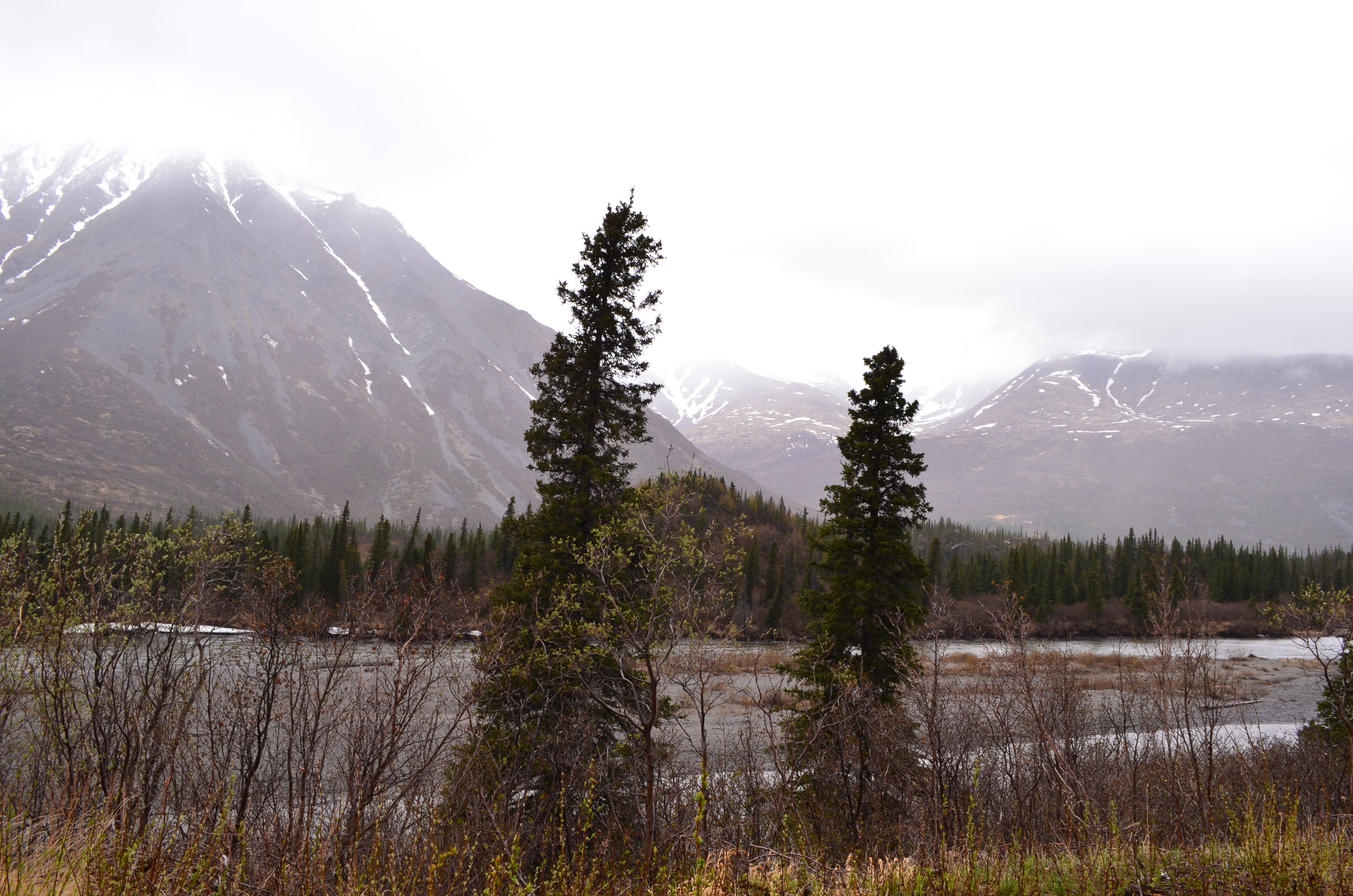 ./2017/08 - Alaska Cruise/03 - Denali/DSC_0107.JPG